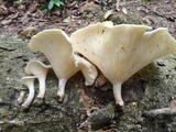 Lentinus striatulus image