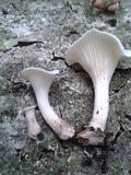 Lentinus striatulus image