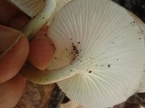 Lentinus striatulus image