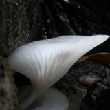 Lentinus striatulus image