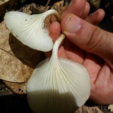 Lentinus striatulus image