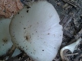 Lentinus striatulus image