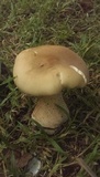 Macrocybe titans image
