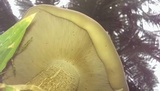 Macrocybe titans image