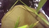 Macrocybe titans image