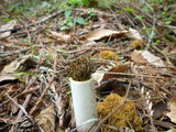 Phaeoclavulina myceliosa image