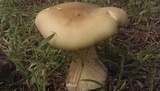 Macrocybe titans image