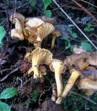 Craterellus aureus image