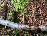 Exidia recisa image