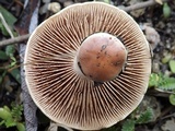 Hebeloma lutense image