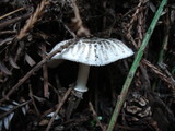 Lepiota atrodisca image