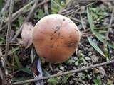 Hebeloma lutense image