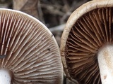 Hebeloma lutense image