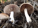 Hebeloma lutense image