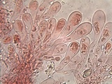 Hebeloma lutense image
