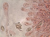 Hebeloma lutense image