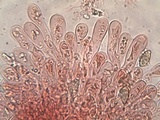 Hebeloma lutense image