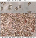 Hebeloma lutense image