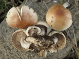Hebeloma lutense image
