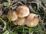 Hebeloma lutense image