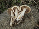 Hebeloma lutense image
