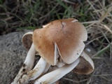 Hebeloma lutense image