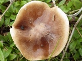 Hebeloma cistophilum image