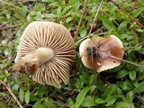 Hebeloma cistophilum image