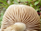 Hebeloma cistophilum image