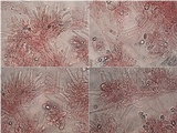 Hebeloma cistophilum image