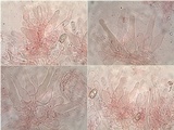 Hebeloma cistophilum image