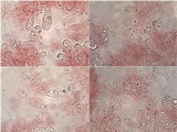 Hebeloma cistophilum image
