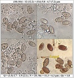 Hebeloma cistophilum image