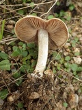 Hebeloma cavipes image