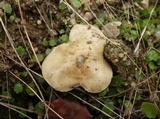 Hebeloma cavipes image