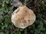 Hebeloma cavipes image