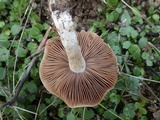 Hebeloma cavipes image