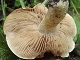 Hebeloma cavipes image