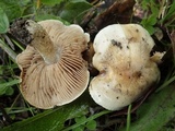 Hebeloma cavipes image