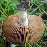 Hebeloma cavipes image