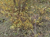 Hebeloma cistophilum image
