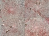 Hebeloma cavipes image