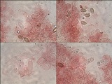 Hebeloma cavipes image