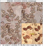Hebeloma cavipes image