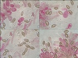 Hebeloma cavipes image