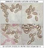 Hebeloma cavipes image