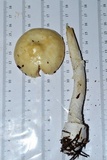 Amanita velatipes image