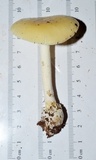 Amanita velatipes image
