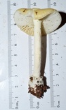 Amanita velatipes image