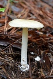 Amanita velatipes image